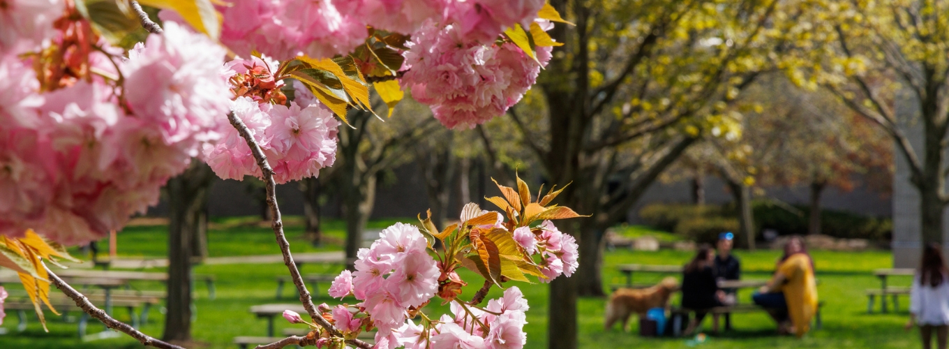 Cherry blossoms in Jubilee Court at Brock University with a small group of people and a dog sitting at a picnic table in the background.