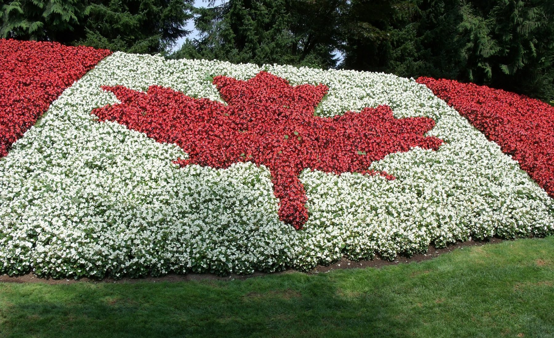 Canadian flag created from flowers 