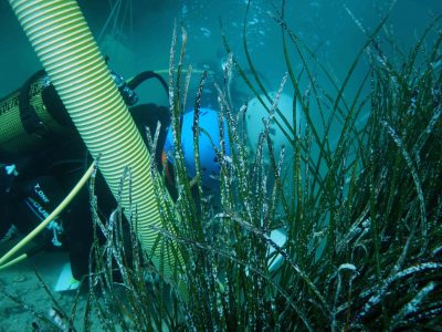 scuba diver surveying bed of rocks in weeds