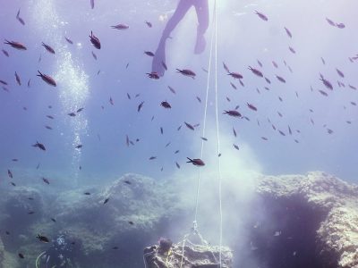 scuba diver and fish lifting large stone underwater