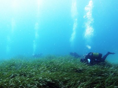 4 scuba divers on the lake bed of grass