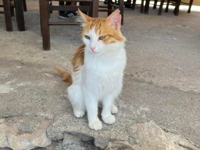 Cute cat at Zakros