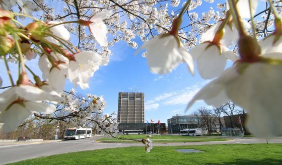 Cherry blossoms with Brock's Schmon tower in background