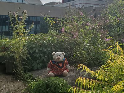 Spirit Bear Reconciliation Ambearrister in a garden