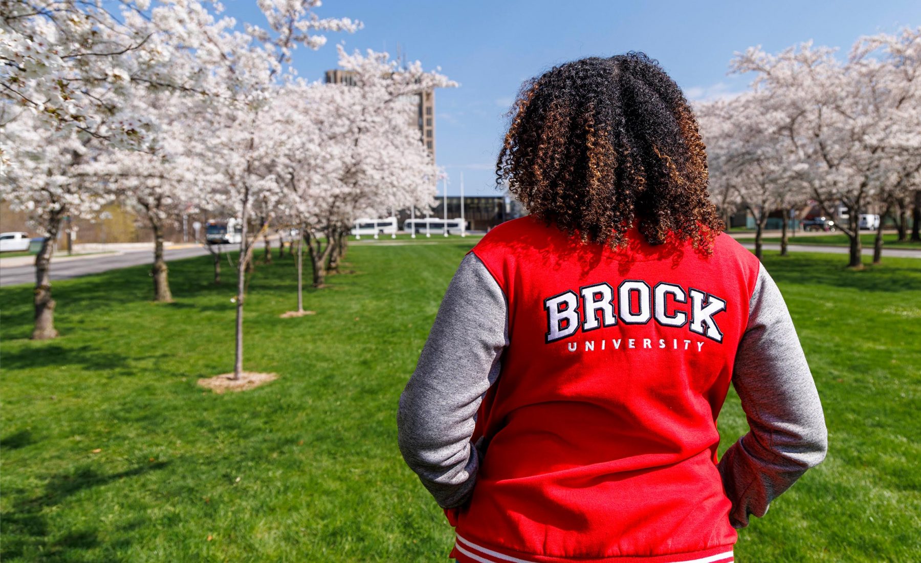 A woman with curly hair wears a Brock University jacket as she faces away from the camera looking past cherry blossom trees at the Brock Schmon Tower in the distance. 