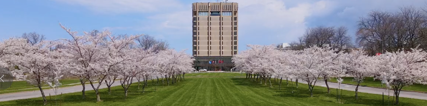 Cherry blossoms in full b loom on a sunny day in front of Brock University's Schmon Tower.
