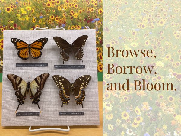 Four taxidermy butterflies of vibrant colours are pinned to a fabric canvas. The background features a colourful field of flowers.