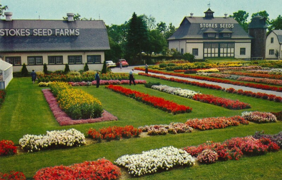 Stokes Seeds in St. Catharines