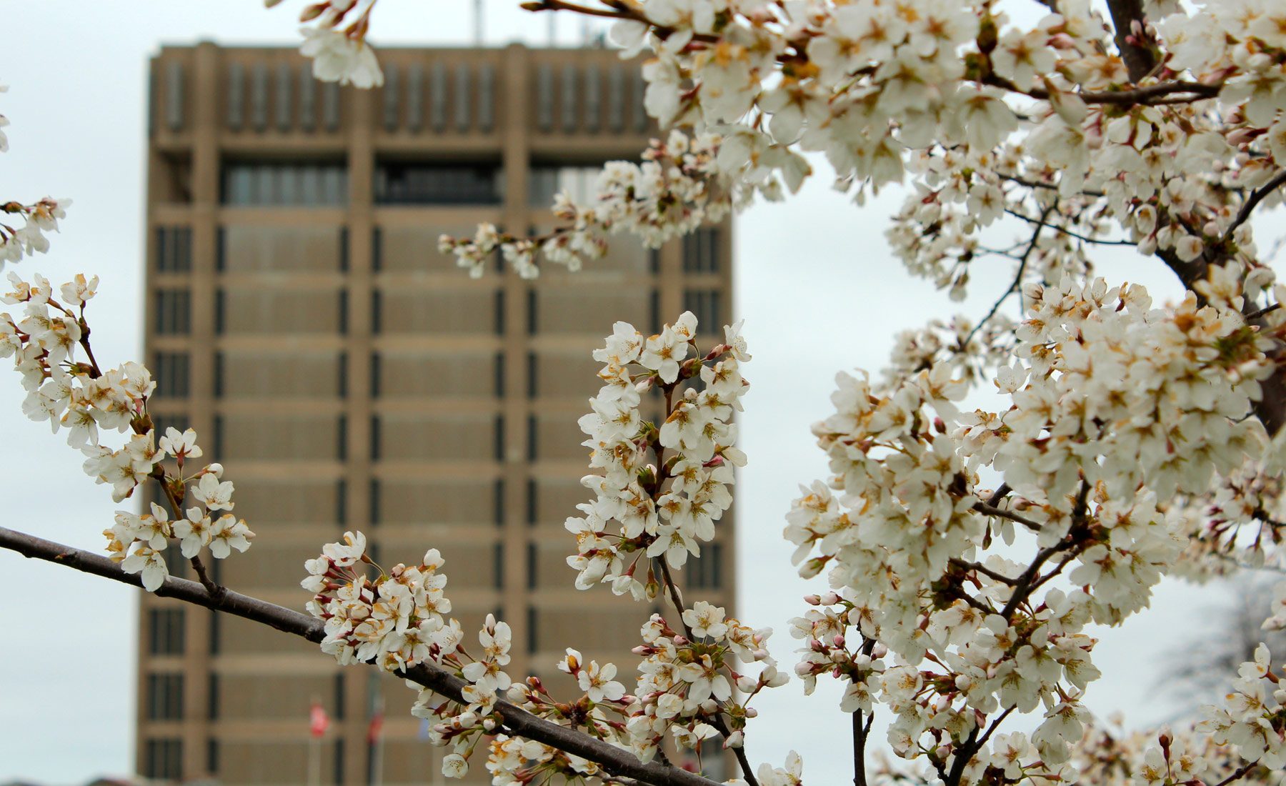 Spring blooms and the Brock University Schmon Tower