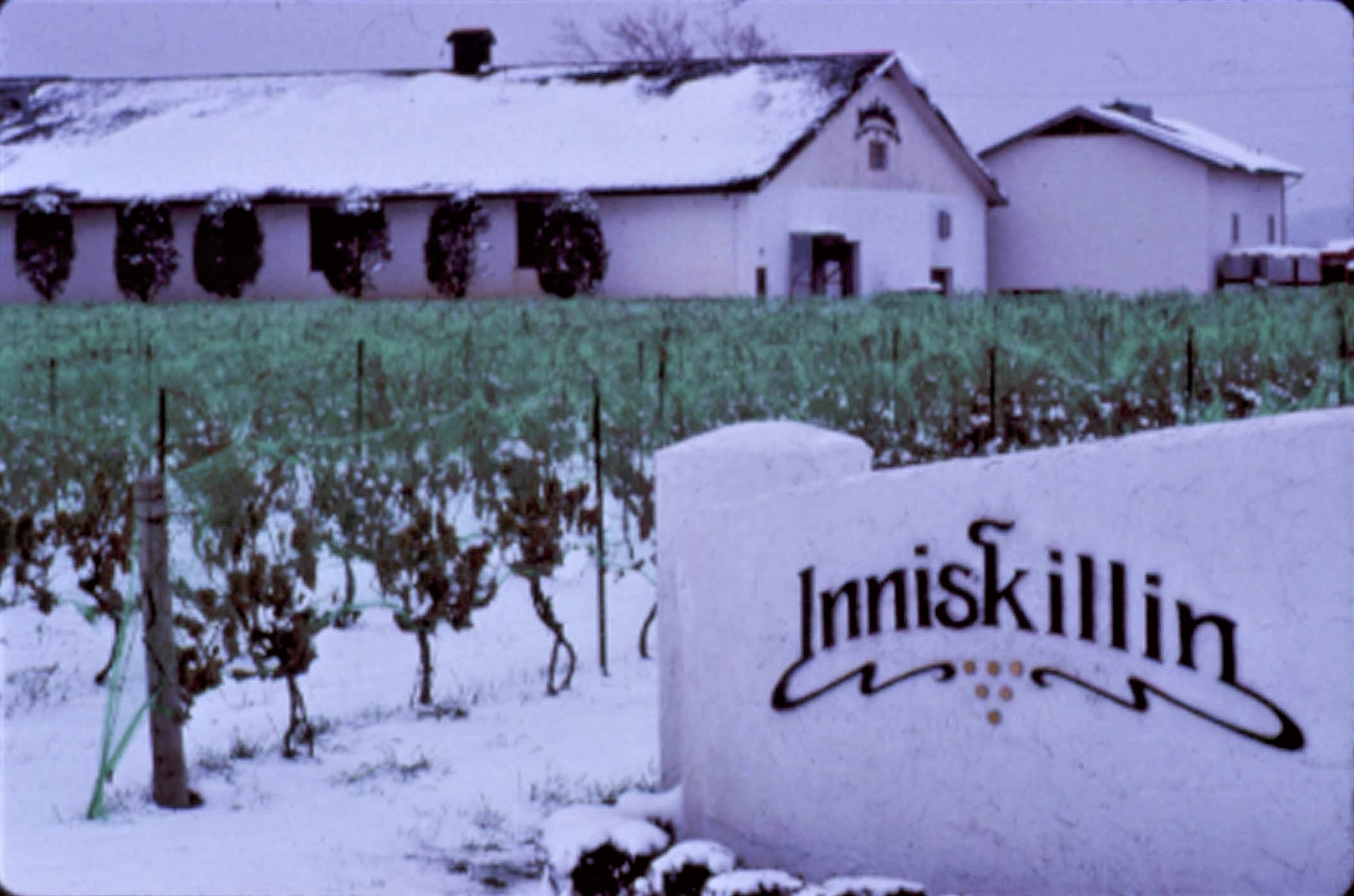 Inniskillin Winery in winter