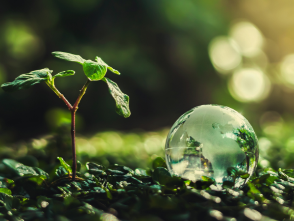 A lush green forest floor, with a sprout of a tree, and a clear globe next to it.