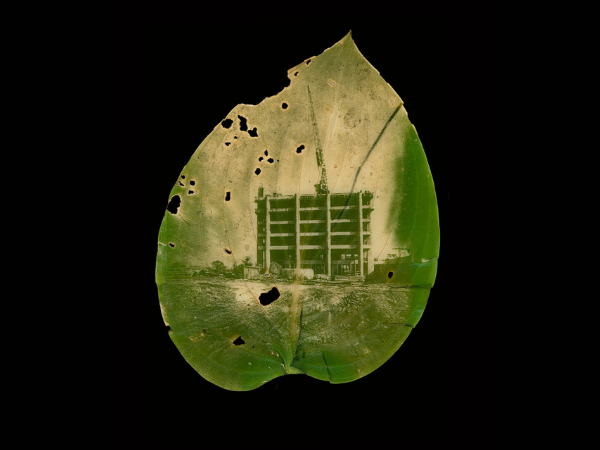 "Let's make it taller" is a chlorophyll print of the Schmon Tower at Brock University under construction. The image is printed on a hosta leaf.