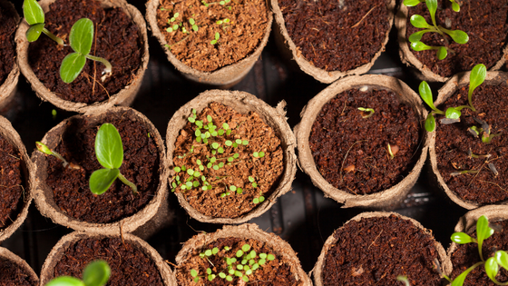 seedlings