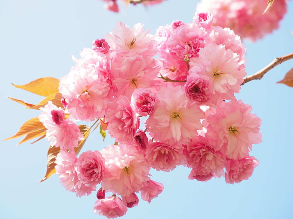 beautiful cherry blossoms