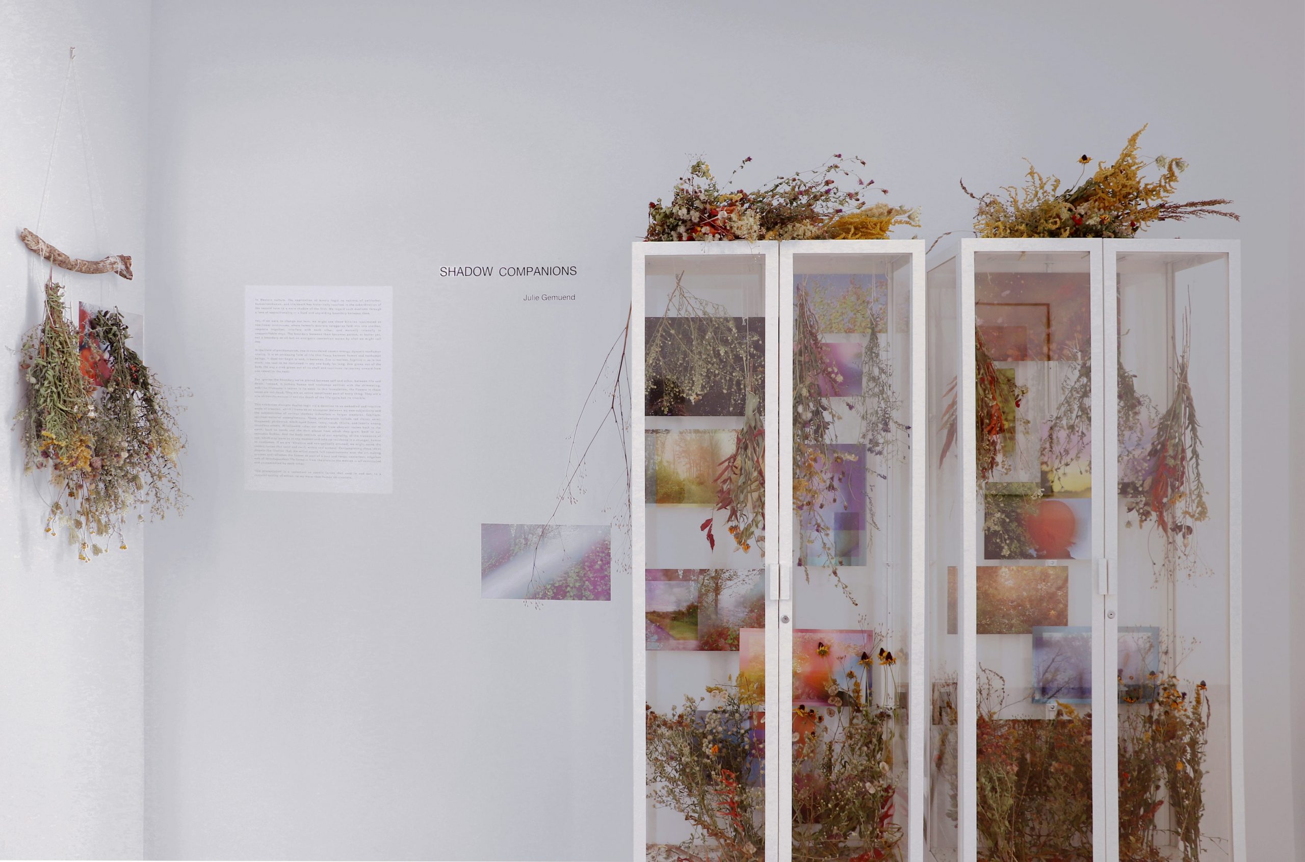JulieG Photograph of Julie Gemuend's exhibit "Shadow Companions," comprised of dried flowers and photography.