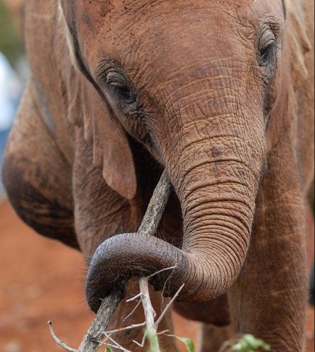 HRI Spring Term Symposium: The Elephant in the Room