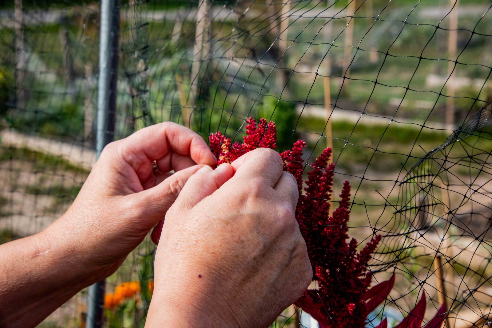 Close-up photo of hands gathering amaranth flowers,