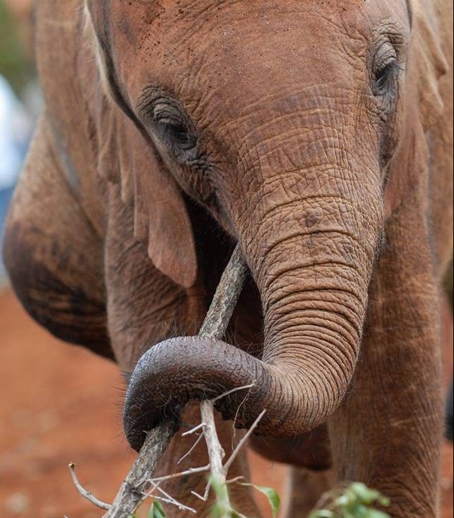 HRI Spring Term Symposium: The Elephant in the Room