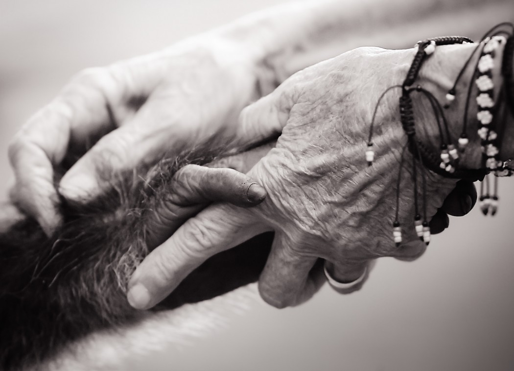 human hands wearing bracelets holding the hand of a chimpanzee