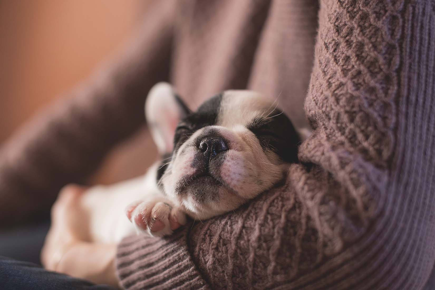 Sleeping puppy in arms of a woman in a purple knit sweater