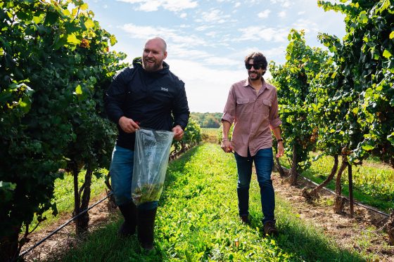 Two men walk through a vineyard on a sunny day, one holding a clear bag of freshly picked grapes.
