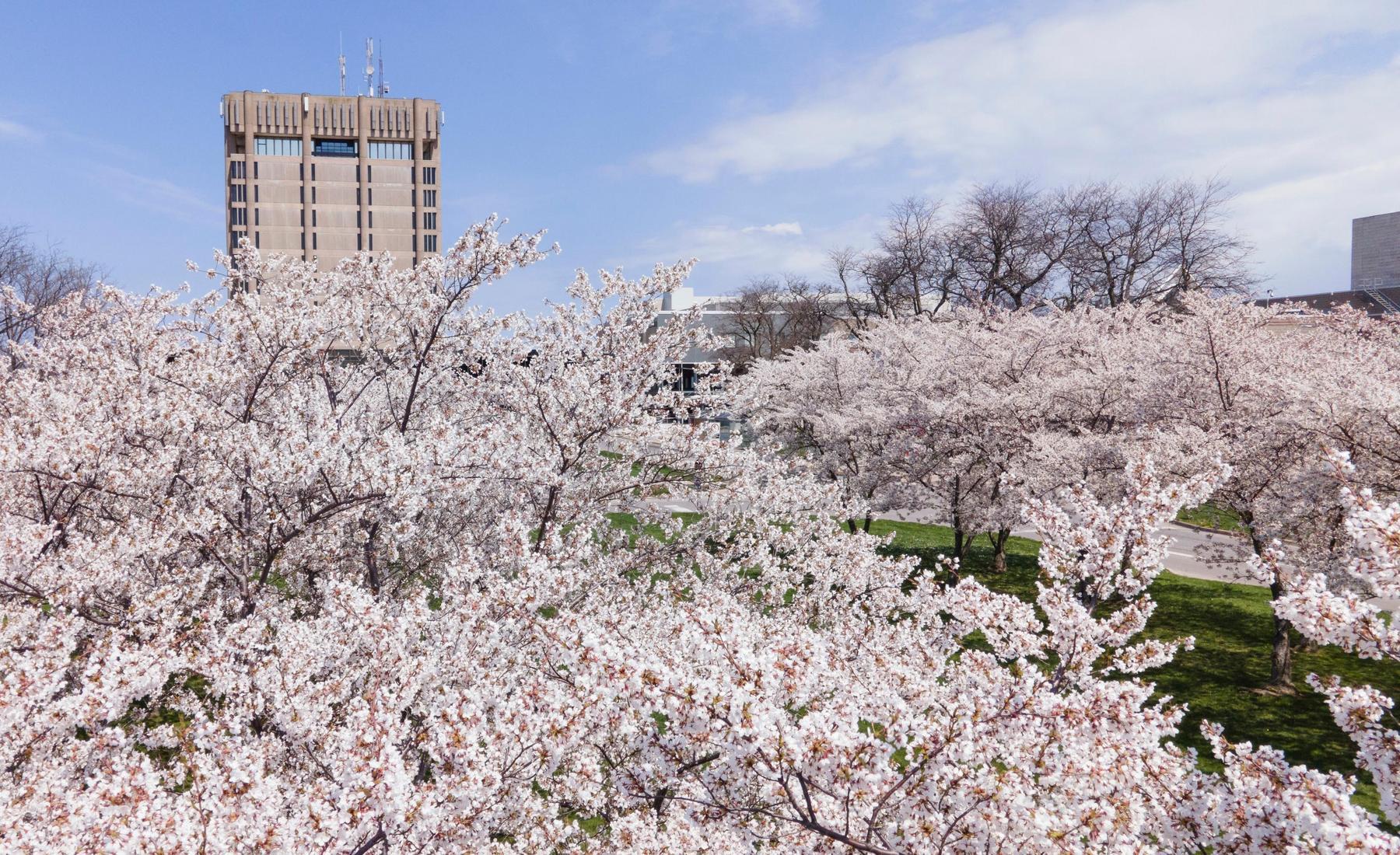 Cherry blossom trees on Brock University's main campus with Arthur Schmon Tower in the background. 