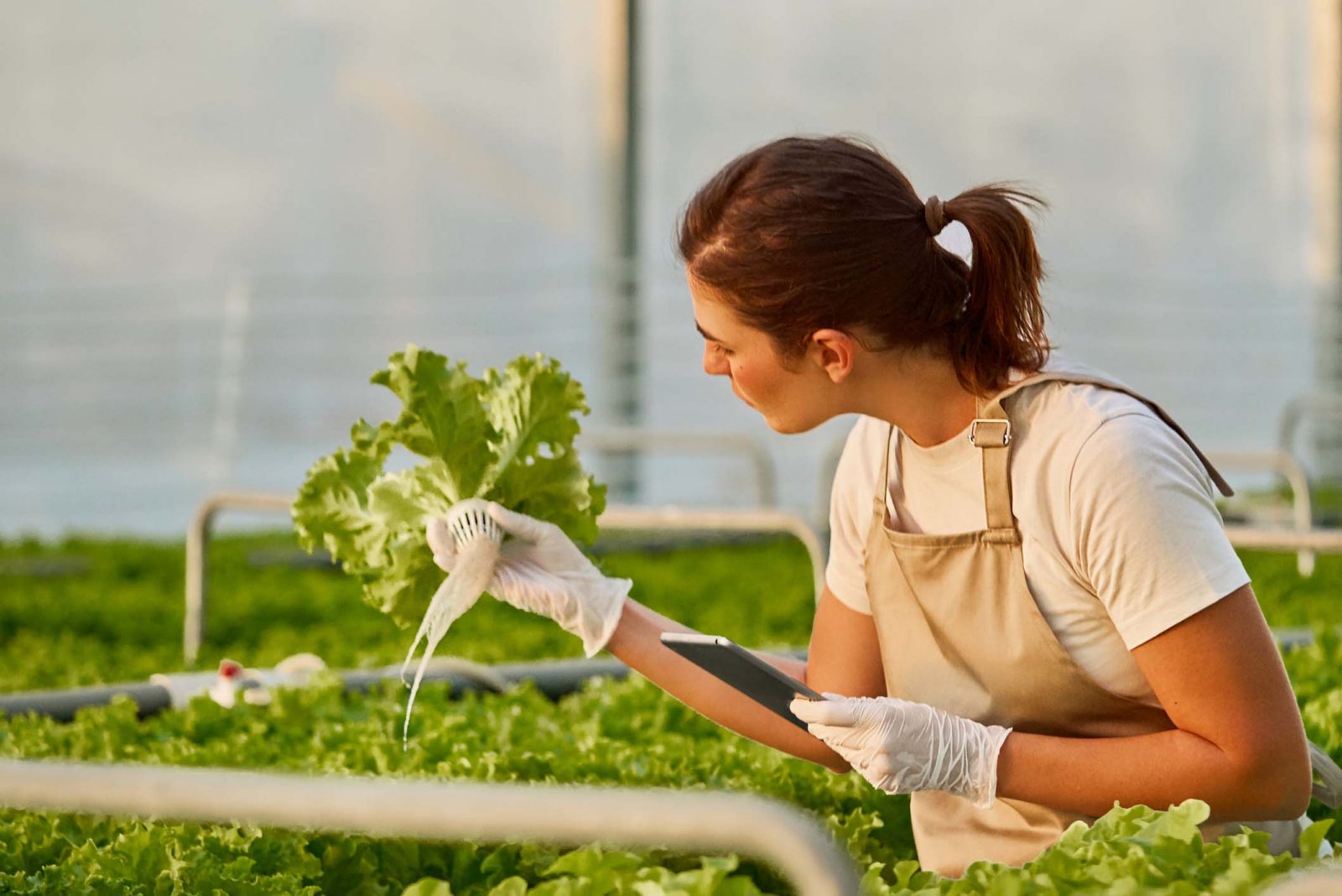 greenhouse worker tending plants