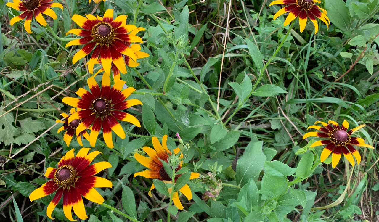 A field of red and yellow flowers.