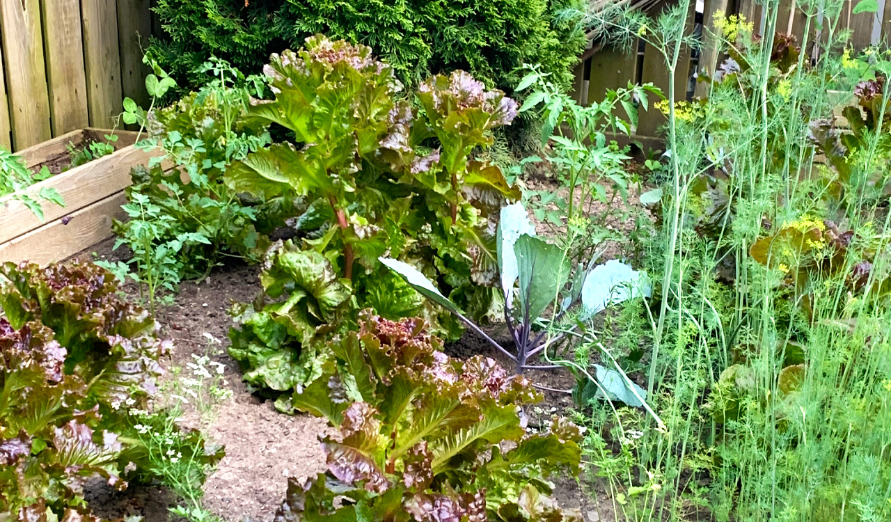 A home vegetable garden in bloom with various green lettuce varieties.