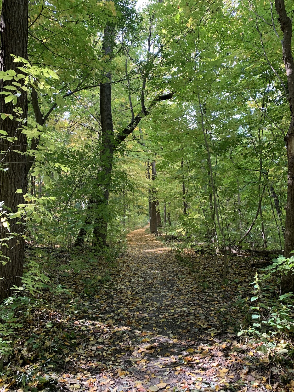forest with green leaves on trees and a trail 
