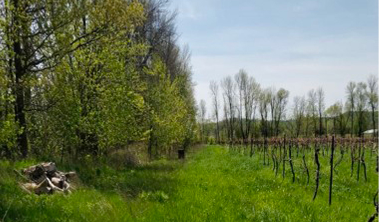 Woody trees and bushes in grass at edge of vineyard.