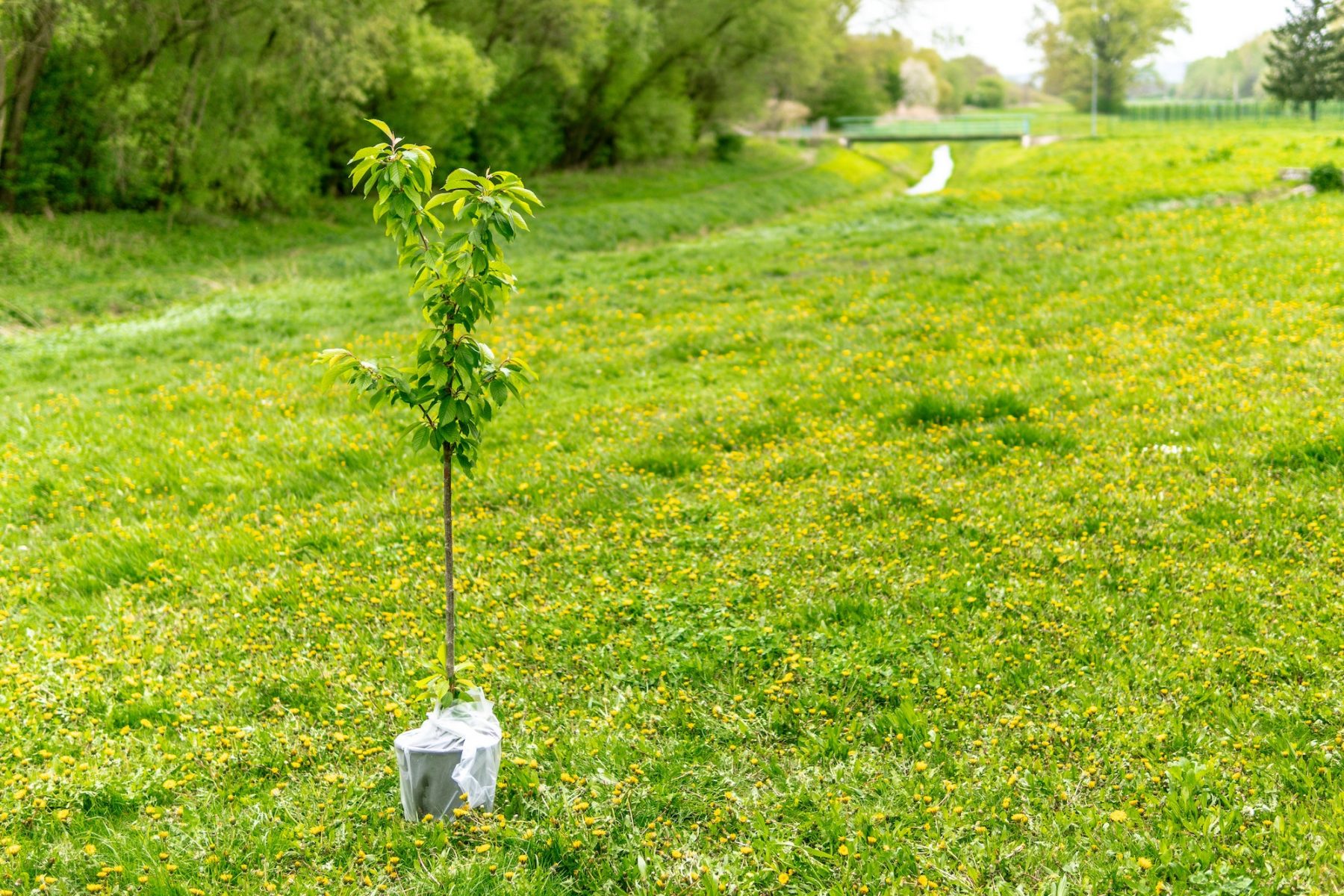 tree seedling sitting on grass ready to be planted