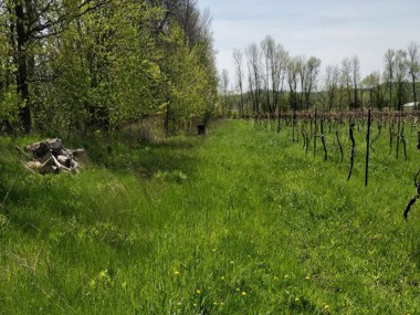 Grass and trees at the edge of a vineyard.