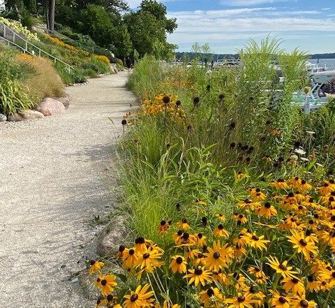 gravel walkway winds alongside black eyed susans and a lake