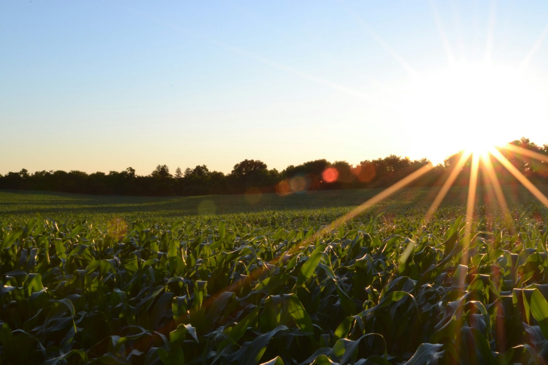 farm field with green vegetables growing and the sun shining down