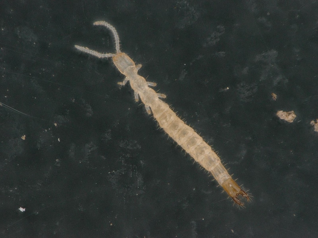long anthropod with large pinchers in a petri dish.