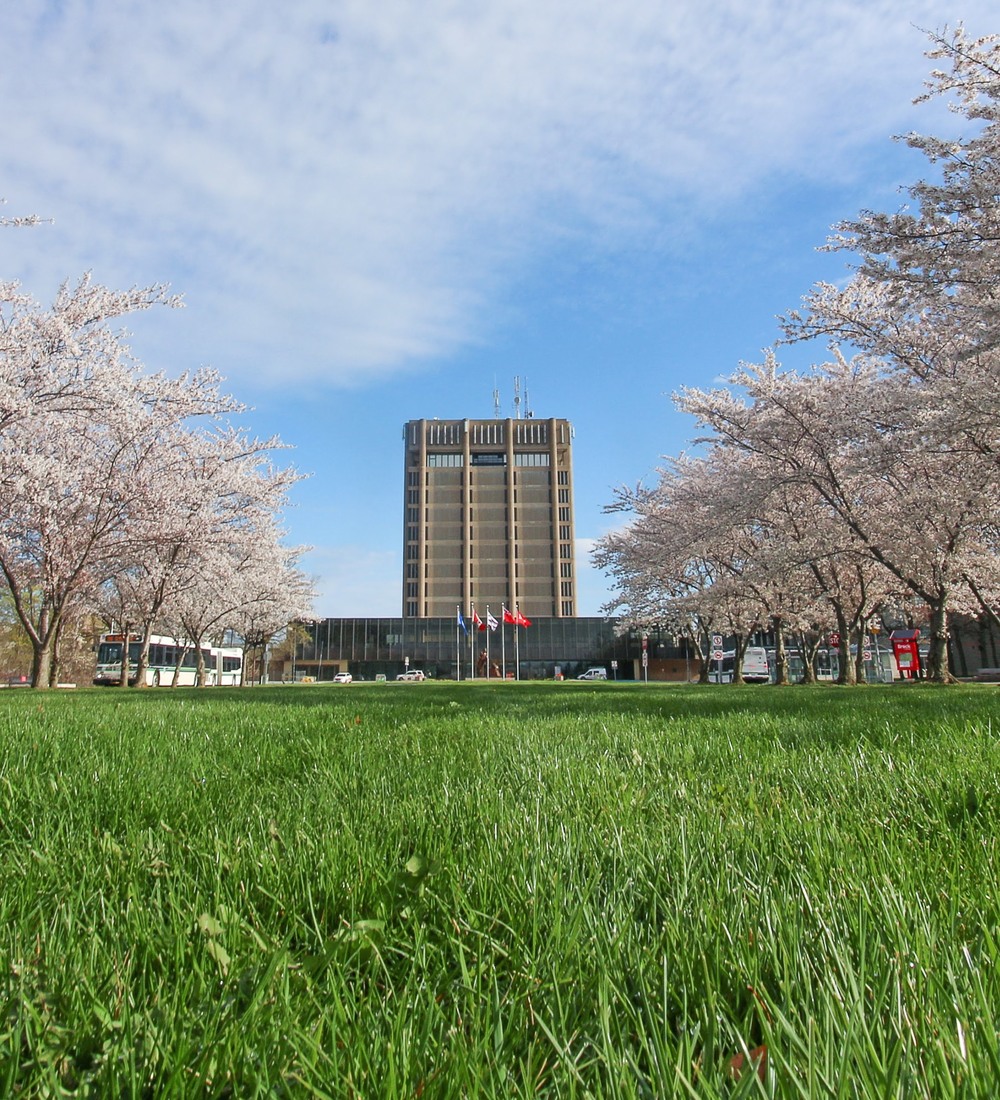 View of the Schmon Tower through the cherry blossoms, in full bloom 